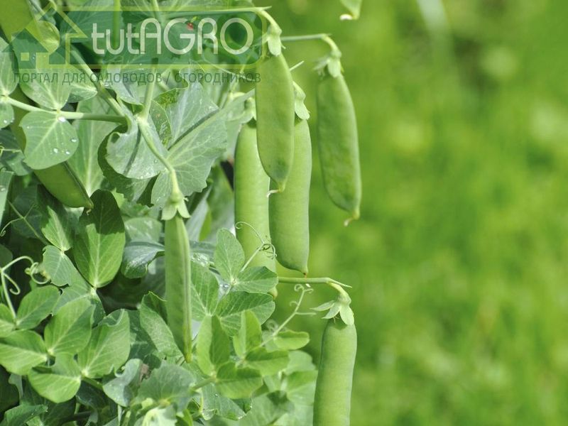 Гороховая плодожорка - съест плоды гороха раньше вас - AGROzen