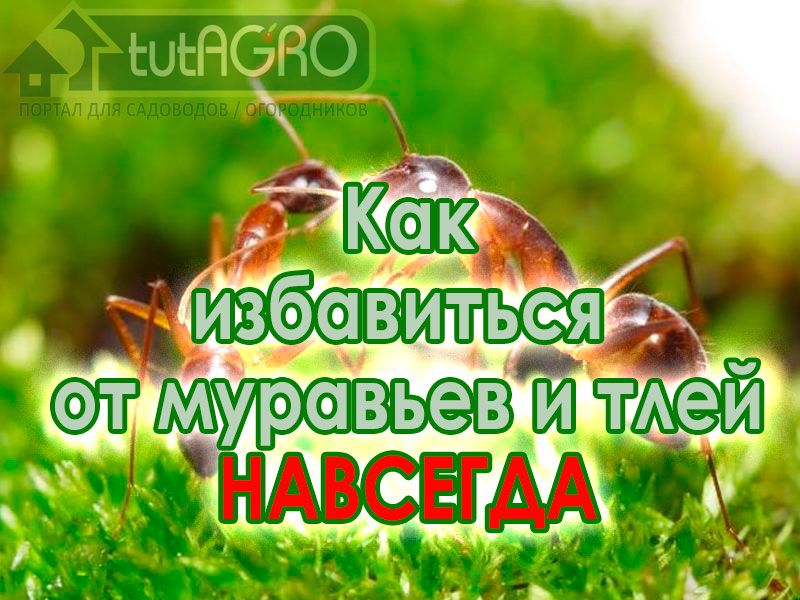 Муравьи не пройдут! - AGROzen
