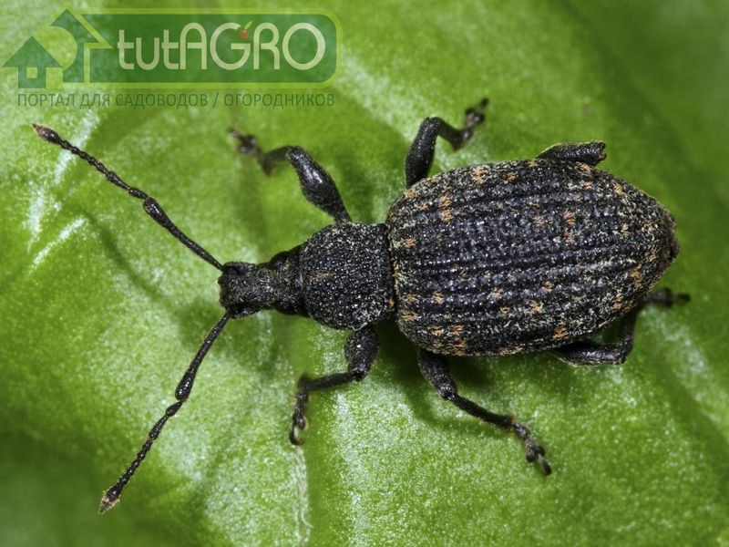 Использование химических средств защиты от вредителей в это время противопоказано - AGROzen