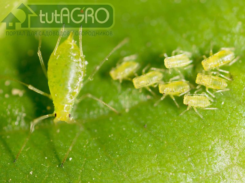 Наибольшего эффекта можно достичь, комбинируя препараты двух типов - авермектины и биопрепараты - AGROzen