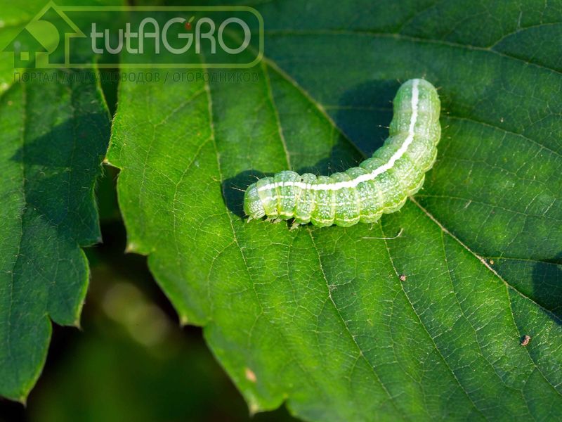 Обработайте весь сад как минимум дважды с интервалом в 10-14 дней - AGROzen