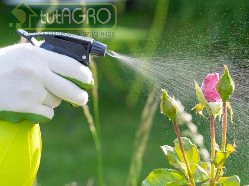 Лекарство от всех болезней роз - AGROzen