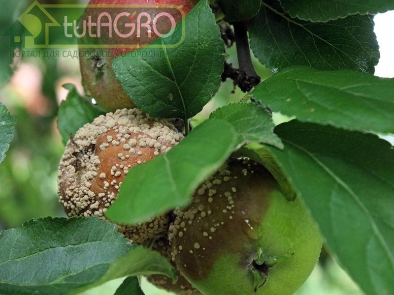 Монилиоз в саду - спасайся, кто может! - AGROzen