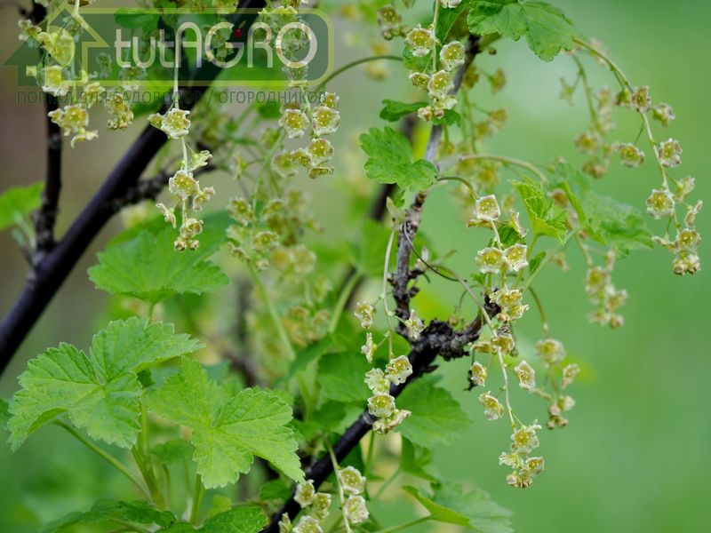 Белая смородина - самоопыляемая Белая смородина - самоопыляемая - AGROzen