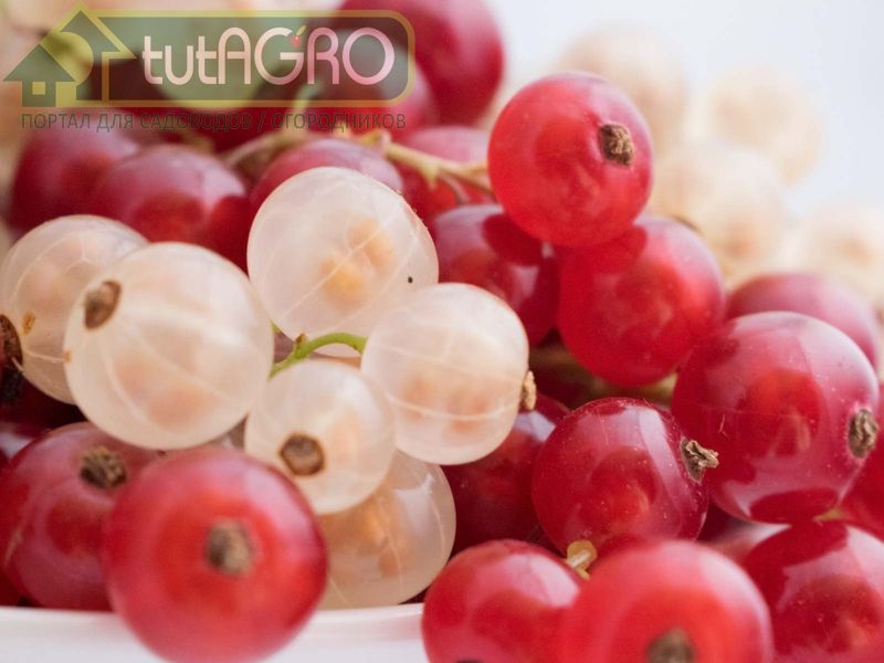 Смородина-альбинос - AGROzen.com