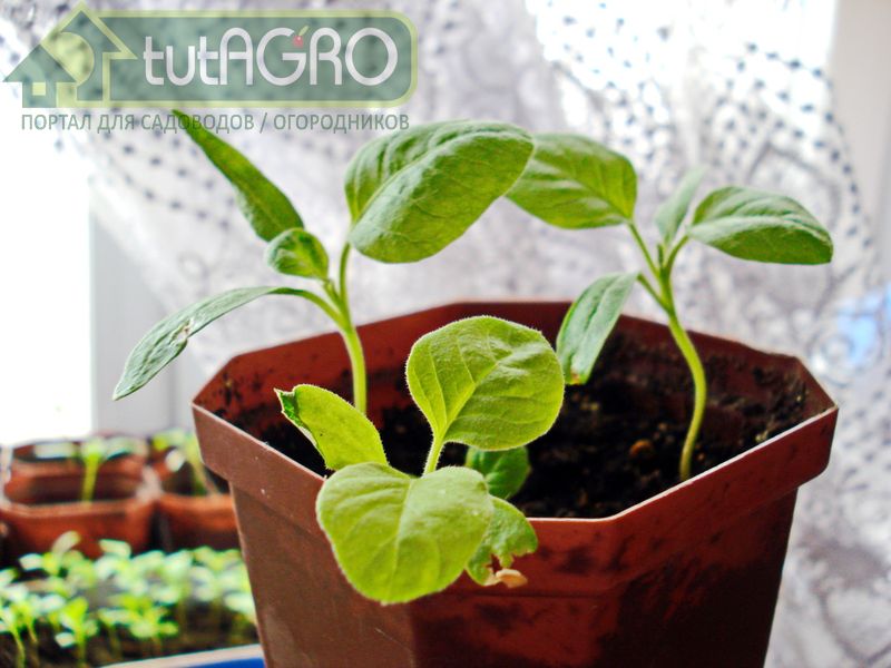 Существуют две колоссальные проблемы, которые зачастую мешают выращивать баклажаны - AGROzen