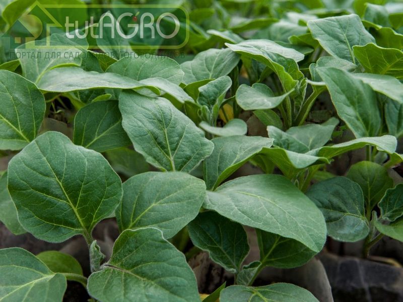 Баклажаны чрезвычайно чувствительны к повреждению паутинным клещом - AGROzen