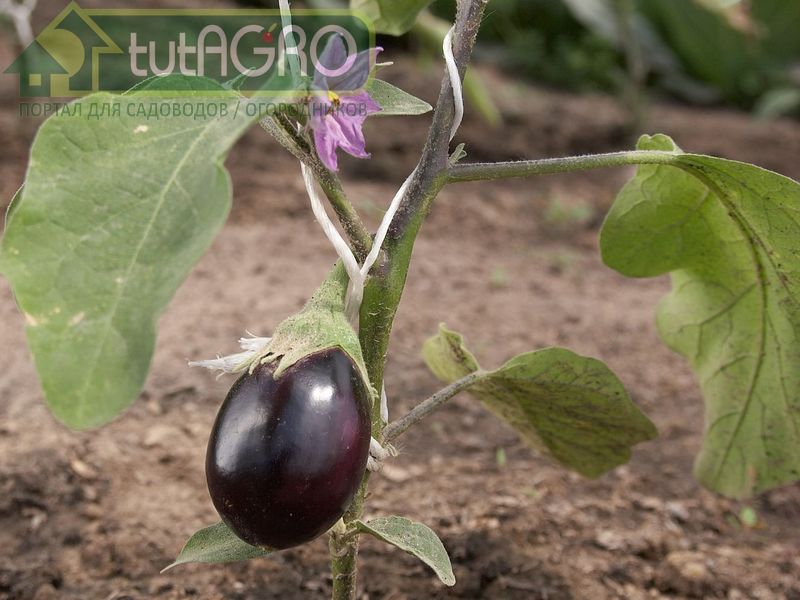 Наиболее частой причиной увяданий растений баклажана становятся грибы рода вертициллиум или фузариум - AGROzen