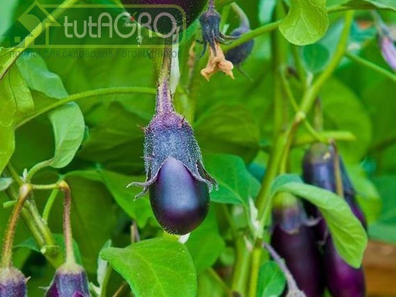 Чего боятся баклажаны? Две проблемы баклажанов - AGROzen