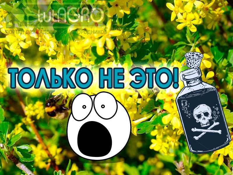Среди средств защиты растений от вредителей есть такие, которые ни в коем случае нельзя использовать во время цветения. А некоторые даже советуют использовать! Так поступать нельзя! Не используйте это средство на цветущих растениях!