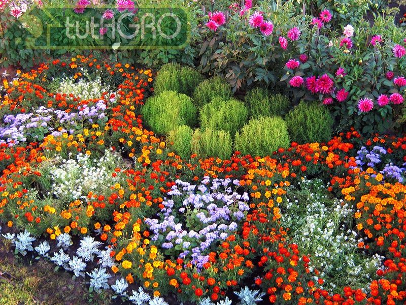 Ситцевый цветник без забот и хлопот - AGROzen