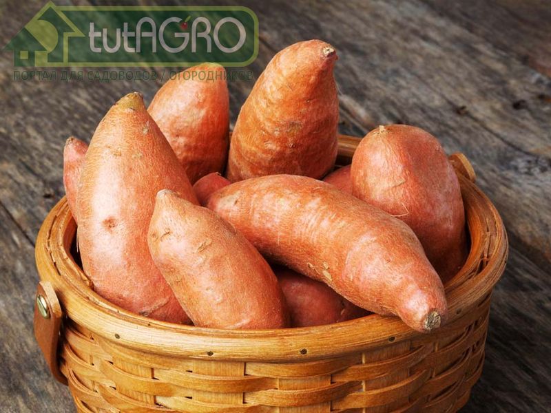 Всё о выращивании батата - AGROzen