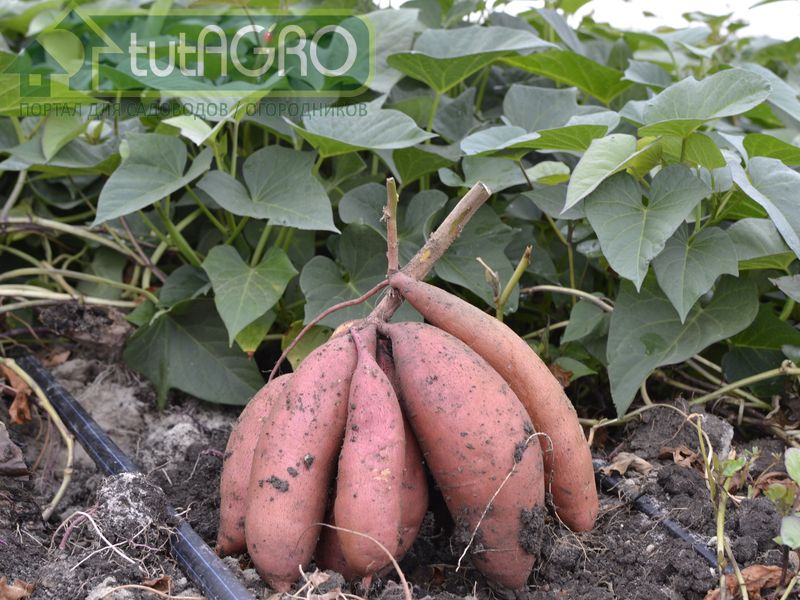 Батат относится к овощам, выращиваемым ради клубней - AGROzen