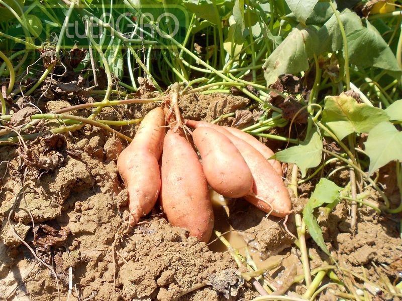 В зависимости от сорта и условий выращивания клубни могут иметь разный вкус: более крахмалистый или более сладкий - AGROzen