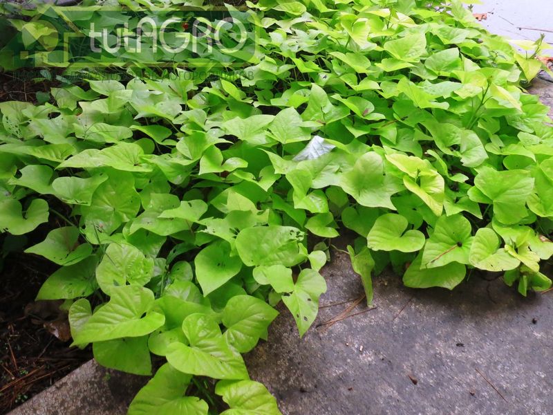 Место для выращивания батата необходимо подбирать с учетом его мощного агрессивного роста - AGROzen