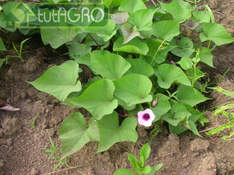 При посадке батата в горшок внесите 1 ч. л. гипса примерно на 35 л почвенной смеси - AGROzen