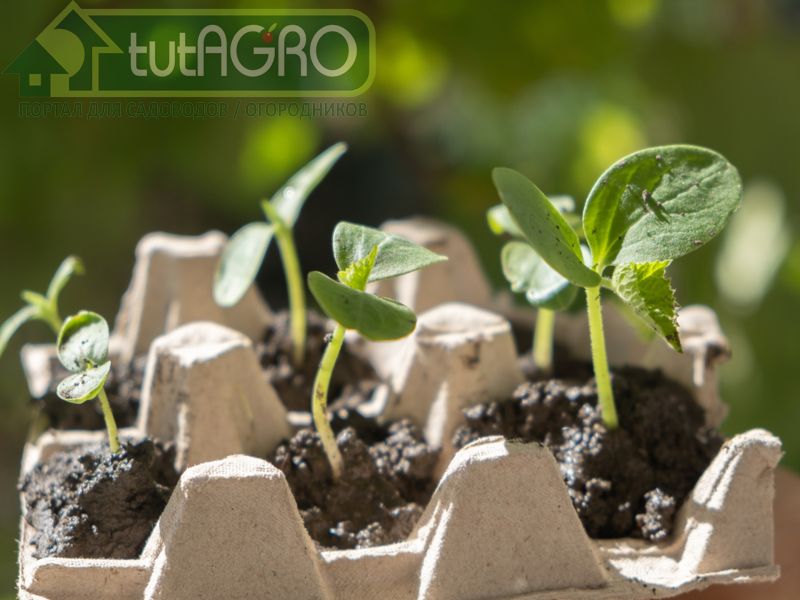 У огурца имеется удивительное свойство - он способен формировать плоды без опыления - AGROzen