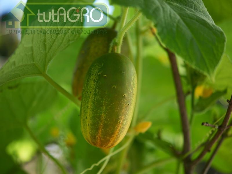 Сеять только один сорт и только самый современный - AGROzen