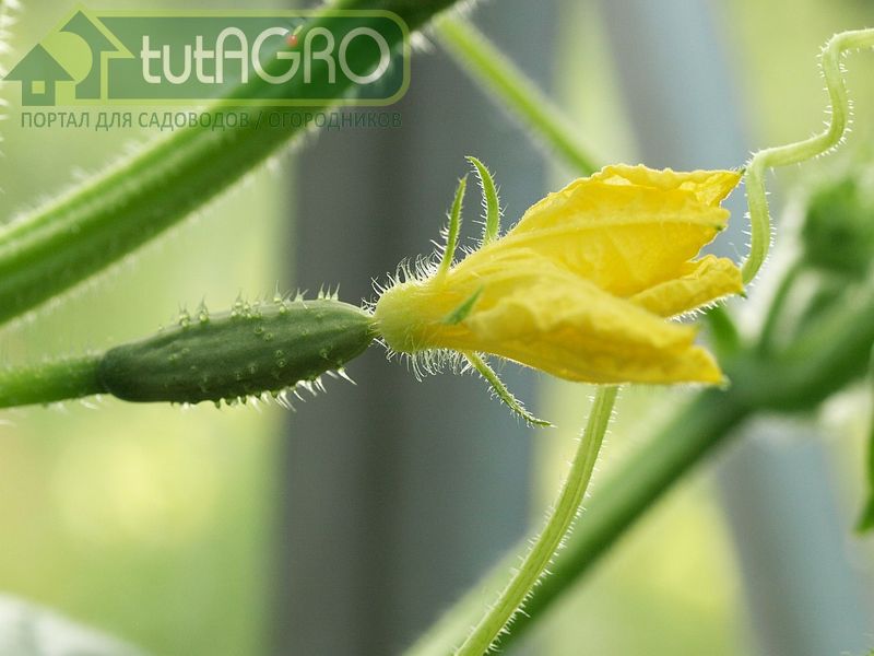 Весна - привычное время для посева большинства овощных растений - AGROzen