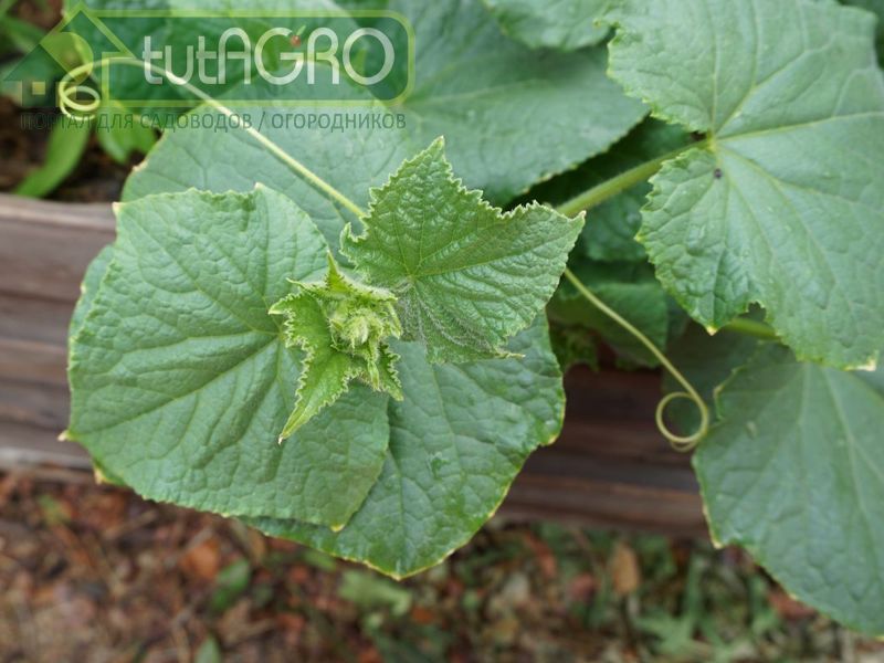 Огурец безусловно водохлеб, но заливать его не стоит - AGROzen