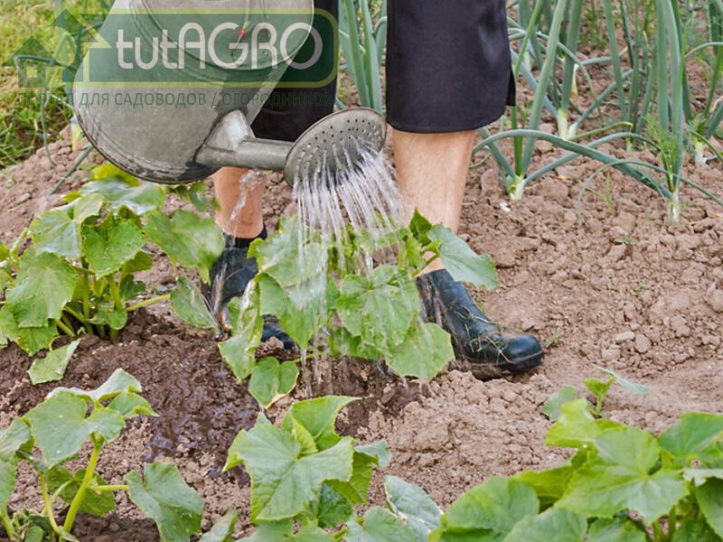 Огурец, в отличие от томата, не склонен к жированию - AGROzen