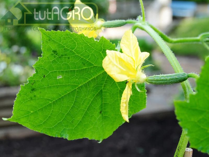 Плоды у огурца надо собирать в молодом возрасте - AGROzen