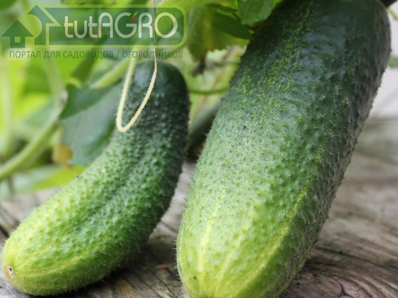 Что НЕ нужно делать для большого урожая огурцов? - AGROzen