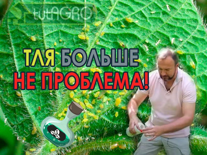 Тли, клещи и прочие вредители - головная боль садоводов и огородников. Для борьбы с вредителями существует множество различных пестицидов. Но так не хочется "химичить" сад и огород. Среди разнообразных не пестицидных мер по борьбе с вредителями есть один замечательный рецепт с моментальным действием. С этим рецептом Иван Русских и познакомит вас в этом видео.  Моментальное уничтожение тлей и клещей!