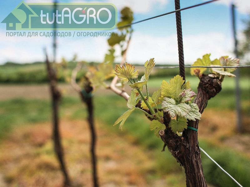 Часто задаваемые вопросы начинающих виноградарей - AGROzen