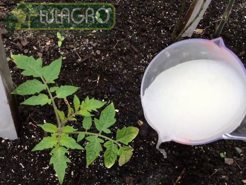 Раствор дрожжей практически не хранится - чем меньше дрожжи бродят, тем больше пользы они принесут - AGROzen