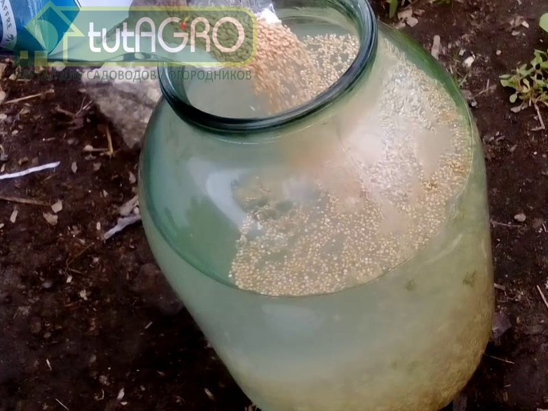 Готовые растворы, содержащие споры и мицелий триходермы и других грибов, а также бактерии могут храниться 3-5 дней - AGROzen