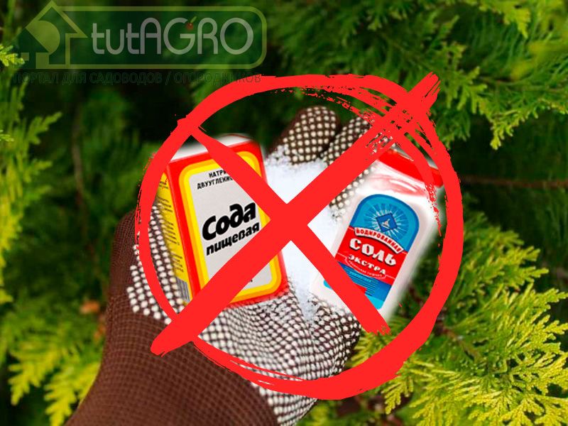 Соль и сода - враги огорода! - AGROzen