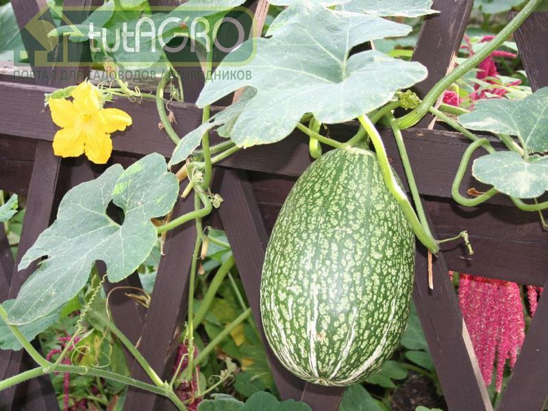 Плоды мелотрии по виду напоминают маленькие арбузы, а по вкусу огурцы-корнишоны - AGROzen