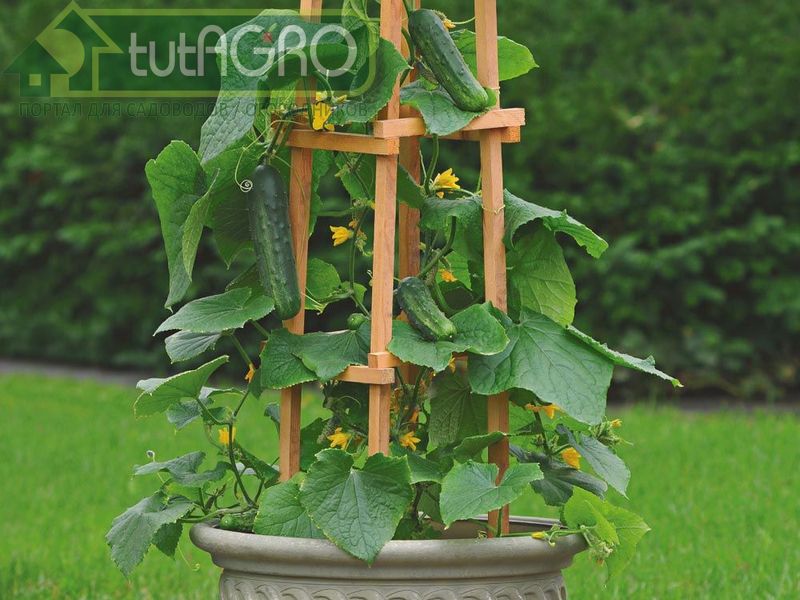 Опору для вьющихся овощей перед посевом вбейте в землю примерно на 30 см - AGROzen