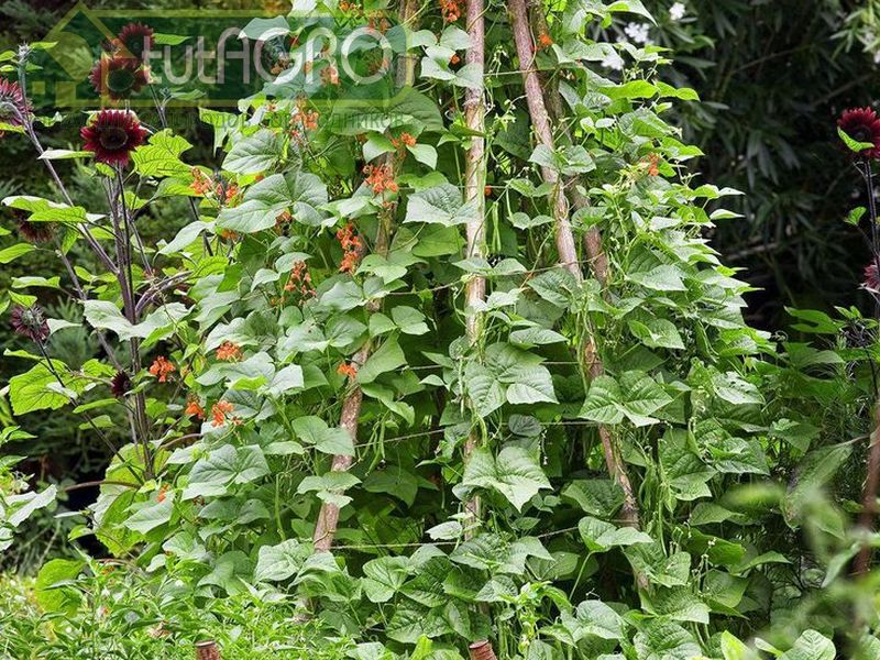 Огурцы лучше всего выращивать на сетке с размером ячеек от 10х25 см - AGROzen