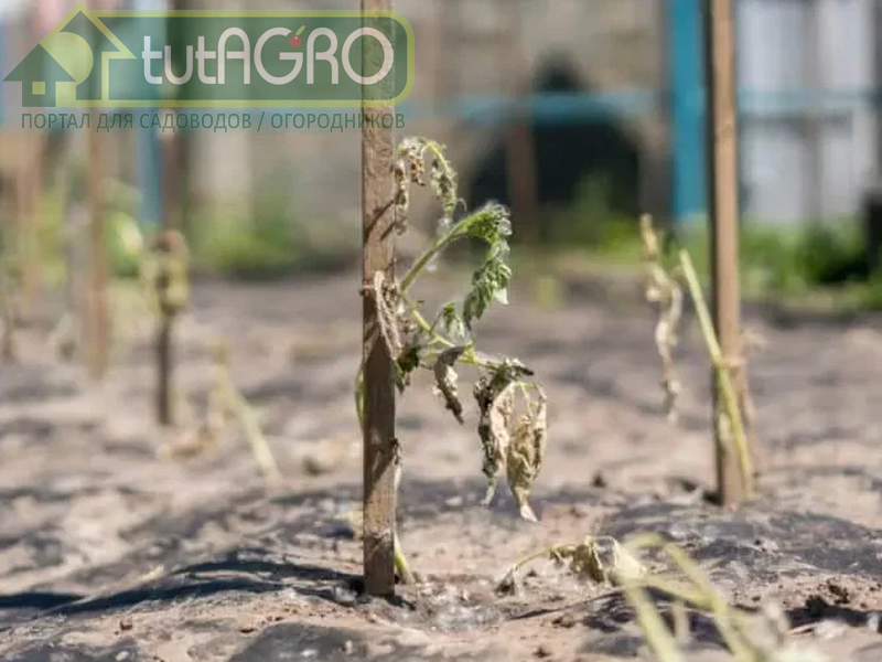 Недостаток воды в растении Недостаток воды в растении - AGROzen
