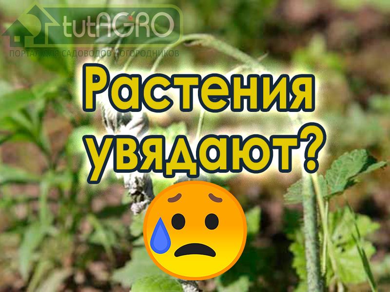 Рассада после высадки вянет и гибнет? - AGROzen