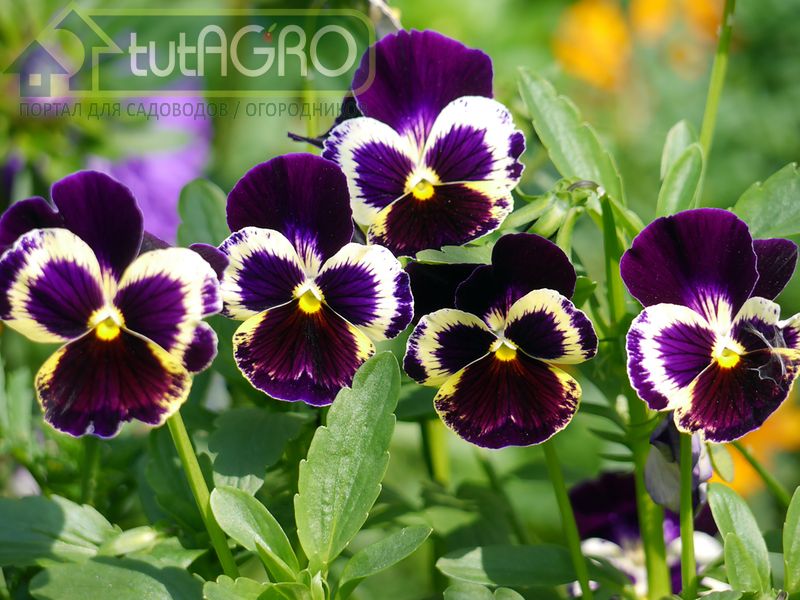 Очаровательные глазки - AGROzen