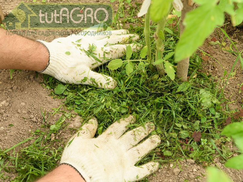Скошенную траву можно оставить на газоне либо использовать в качестве мульчи - AGROzen