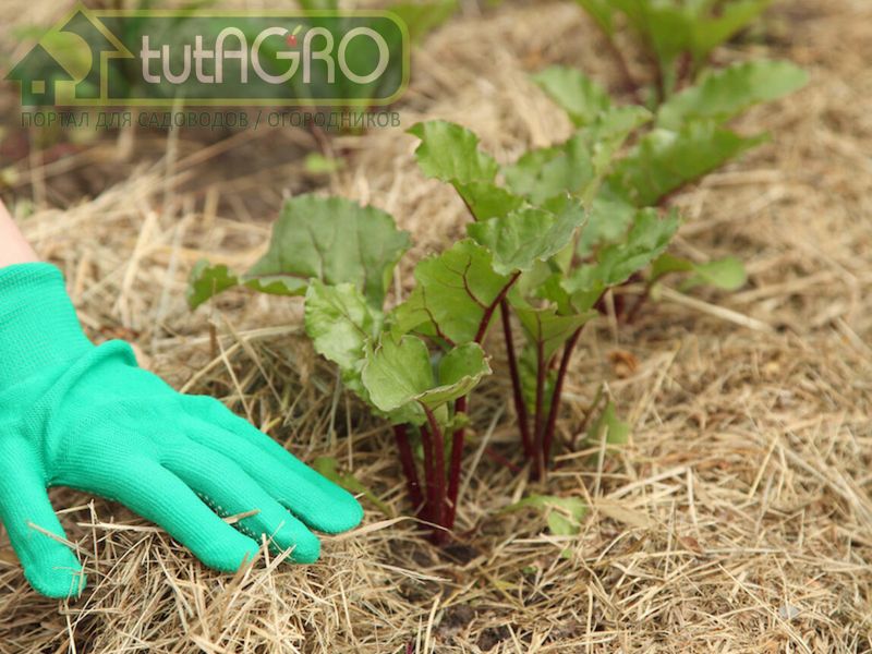 В этом случае мульчирование дает максимальную пользу - AGROzen