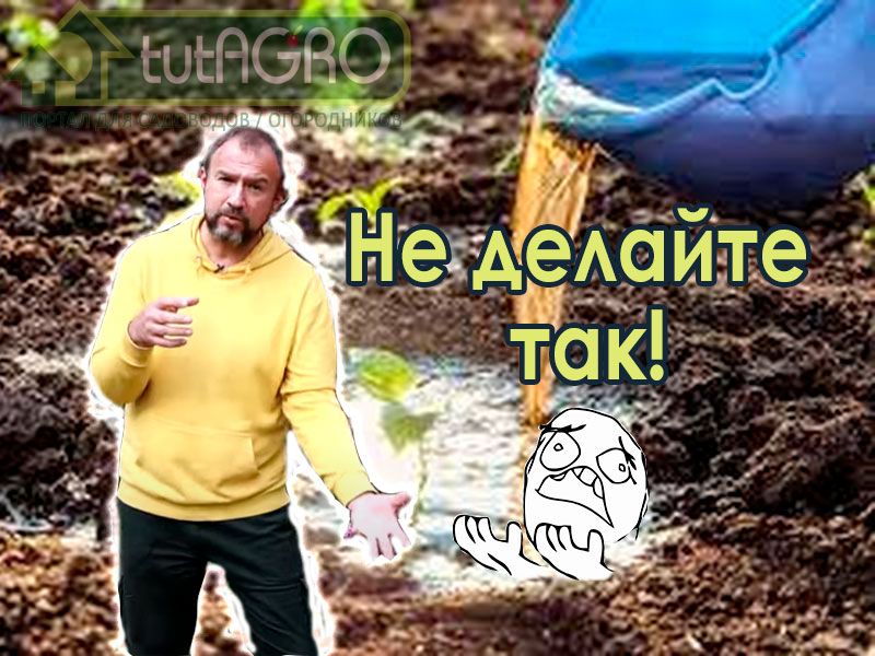 Порой диву даешься, какие советы дают блогеры, консультанты и "природные огородники-практики" по выращиванию растений, в том числе по подкормкам. Иногда такие советы, как говориться, полная противоположность разумному подходу. Давайте разберемся: как, когда и чем НЕ СТОИТ подкармливать растения. Когда, как и чем не стоит подкармливать растения