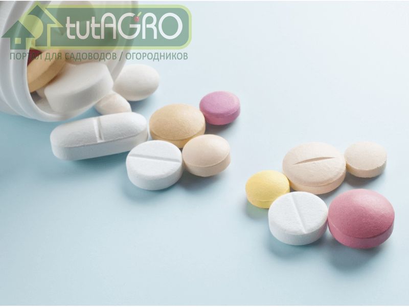 Валидольчик под… кустик - AGROzen