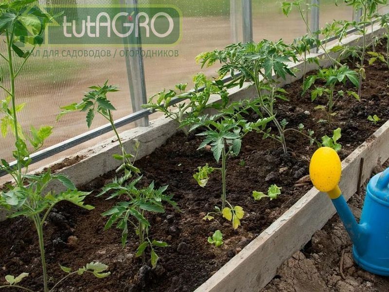 Рассада высажена. Что дальше? Рассада высажена. Что дальше? - AGROzen