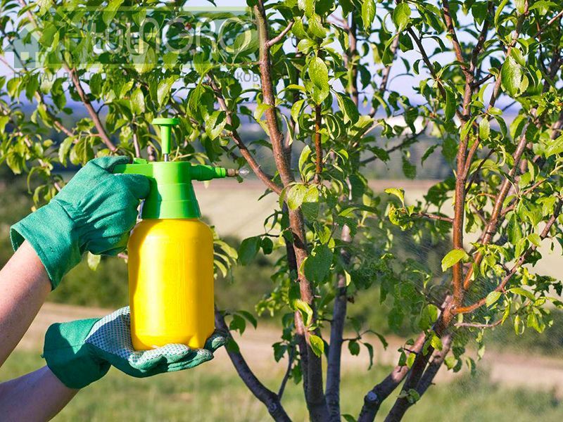 Рецепт средства от болезней и вредителей с гиперактиватором - AGROzen