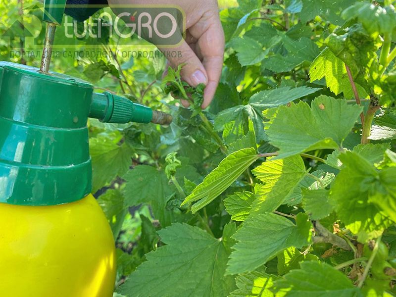 Достаточно однократной обработки, но при необходимости можно повторить через 2 недели - AGROzen