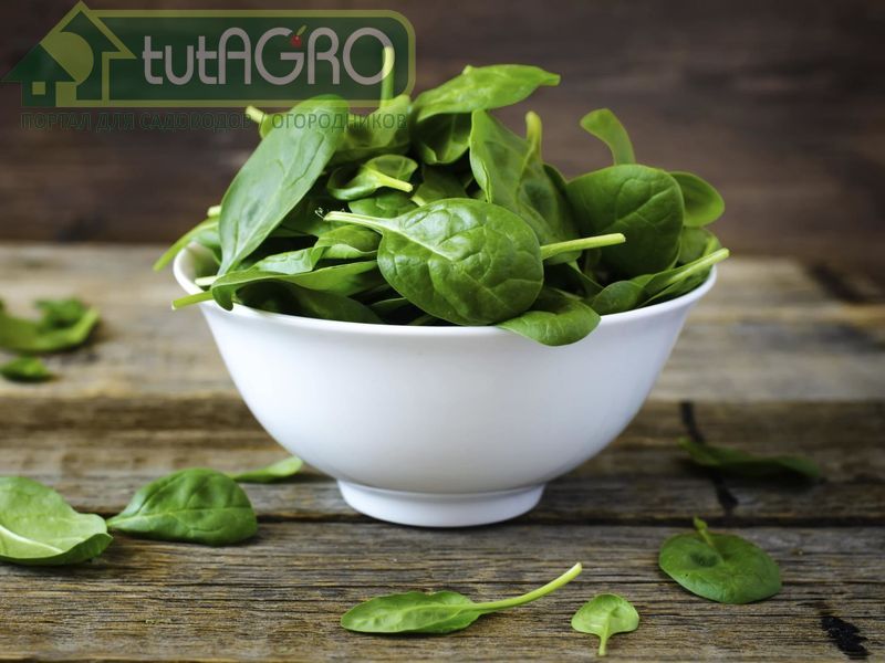 Блюда с ноткой шпината - AGROzen