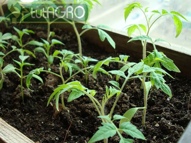 Возможны и другие симптомы активизации вирусов - AGROzen