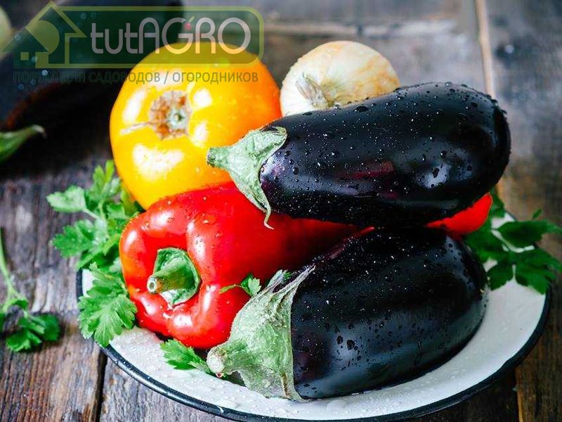 Коварство вирусов. Как бороться с заболеваниями растений? - AGROzen