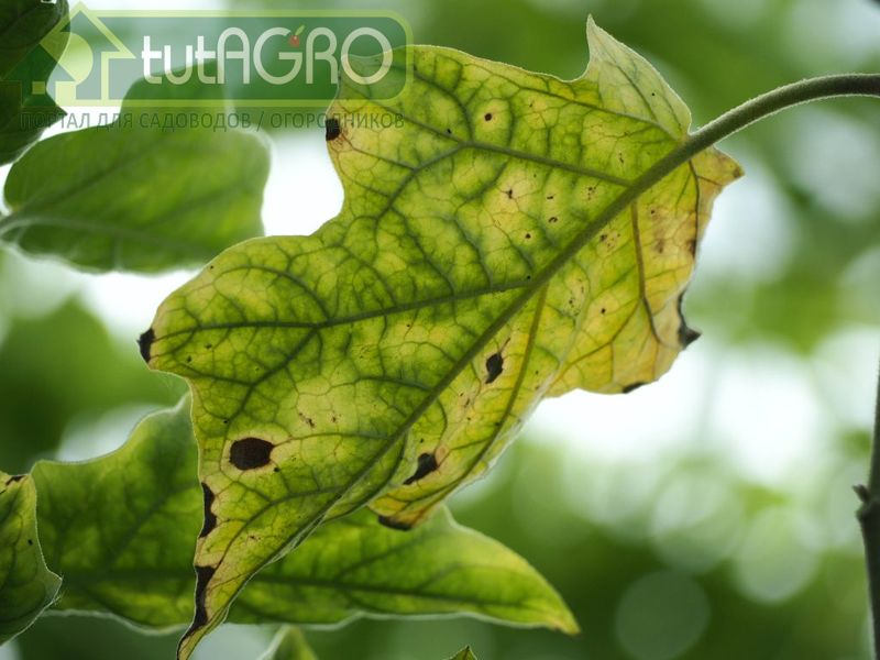 Для минимизации вирусных заболеваний у пасленовых существует две стратегии - AGROzen