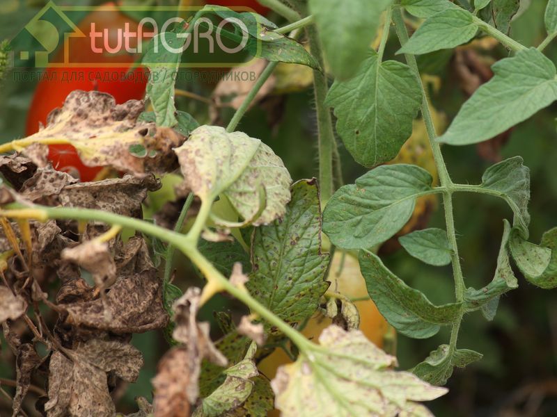 При промышленном семеноводстве борьба с вирусными заболеваниями практически безуспешна - AGROzen